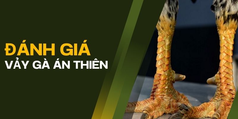 Vảy Gà Án Thiên: Đặc Điểm, Ý Nghĩa Và Nhận Biết Gà Chiến 2 Đánh giá gà có vảy án thiên